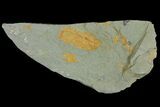 Protolenus Trilobite Molt With Pos/Neg - Tinjdad, Morocco #141880-5